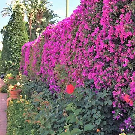 Con Giardino Esclusivo Di 1000 Mq, Piscina, Tennis, Calcio, Bocce Forio di Ischia